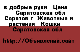 в добрые руки › Цена ­ 10 - Саратовская обл., Саратов г. Животные и растения » Кошки   . Саратовская обл.